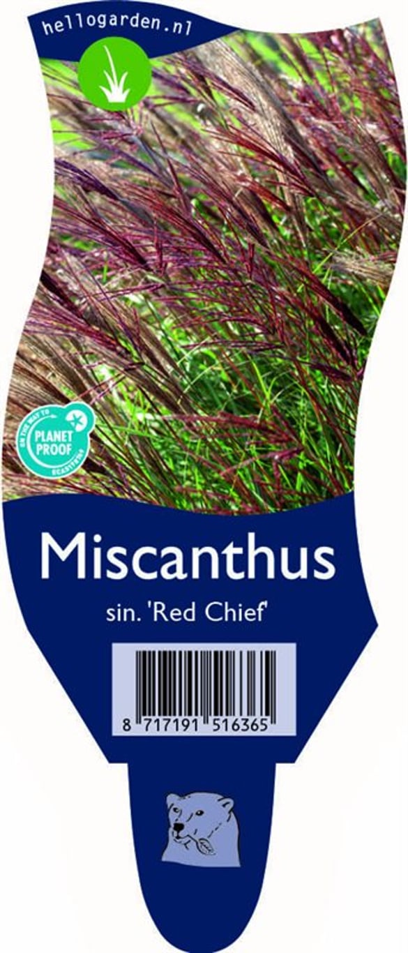 Miscanthus sin. 'Red Chief' - P11